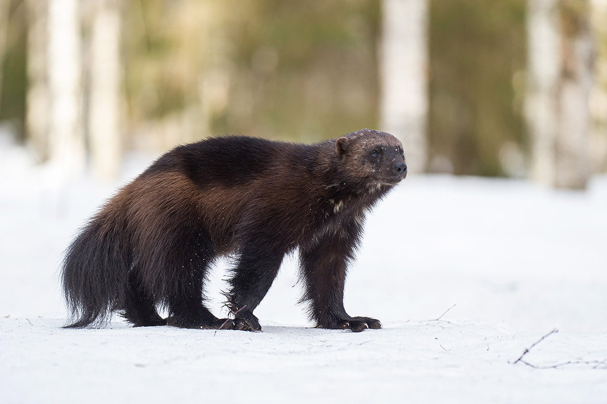 Observation d'un glouton en hiver ©Sabrina Logeais