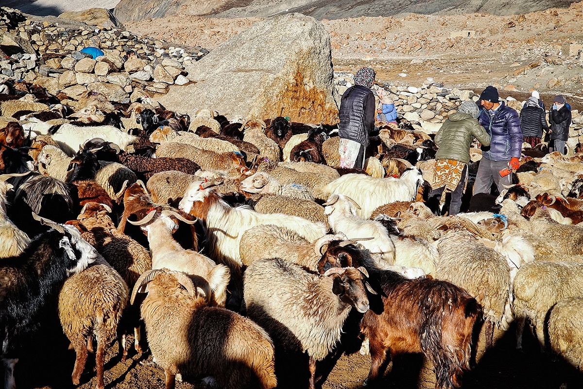 Aux côtés des bergers pendant la transhumance - ©Daniel Le Cunff