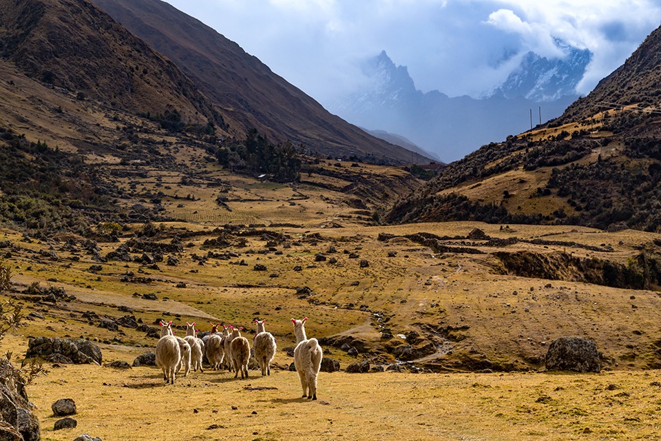 Un troupeau de lamas dans la région de Cuzco © bchyla / AdobeStock