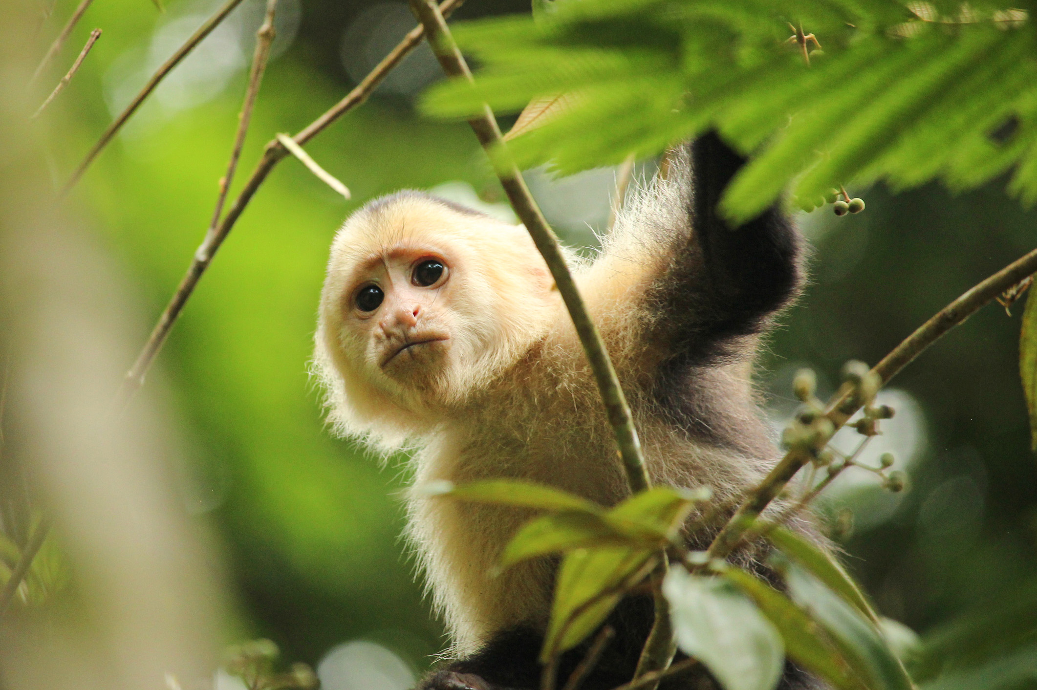 Singe capucin © Eefje_Verbeek / iStock