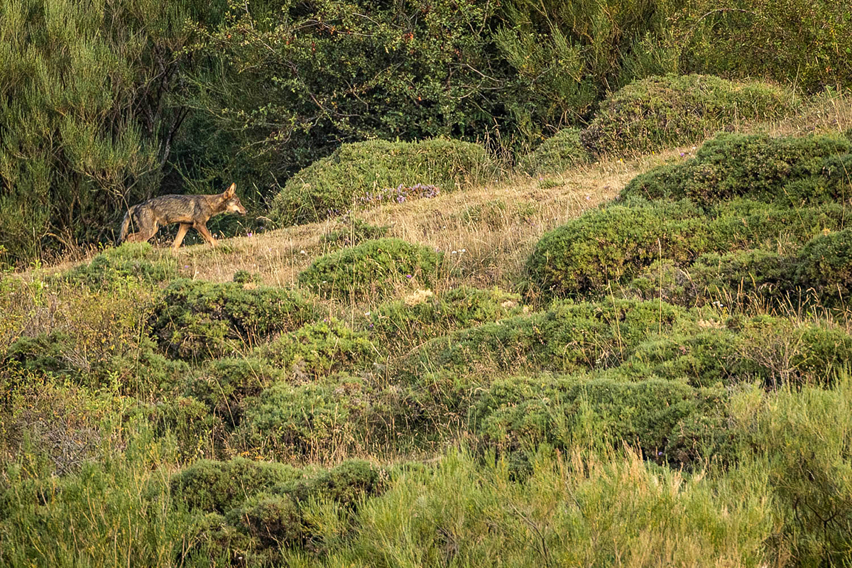 Les loups sont présents dans la cordillière Cantabrique mais il est rare de pouvoir les observer © Edgar_Madrenys