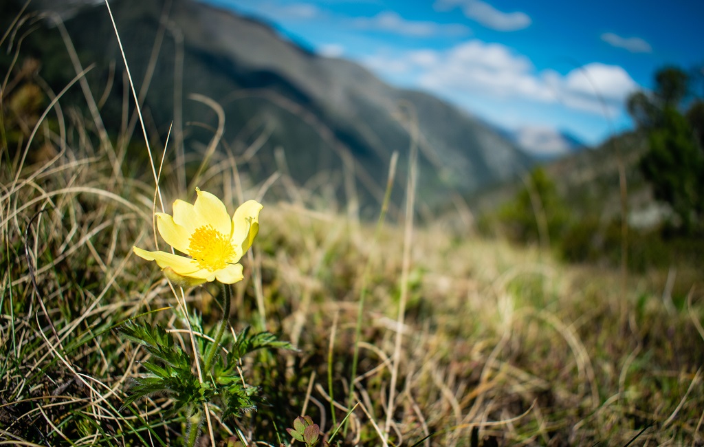 La corolle jaune de pulsatille des Alpes se rencontre aussi en Andorre, au cœur de la chaîne pyrénéenne - ©Olly_plu /Adobe Stock