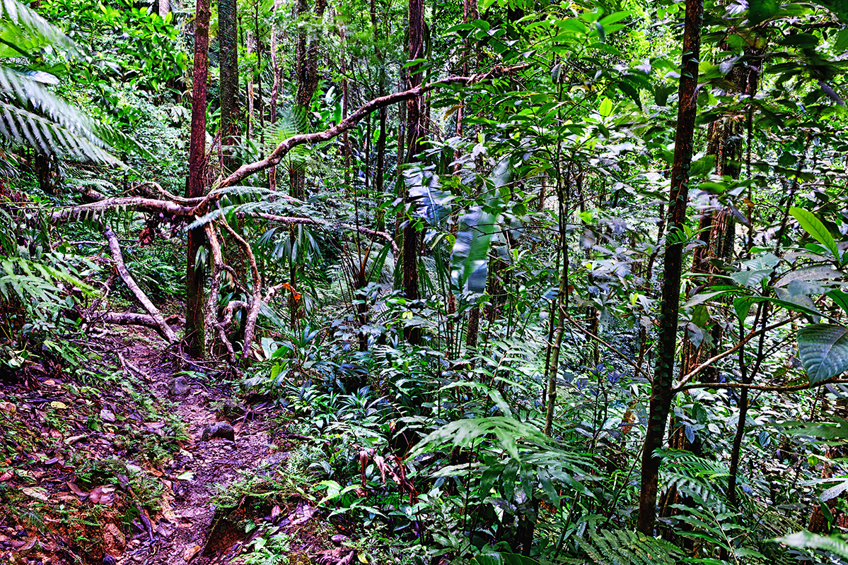 Forêt tropicale