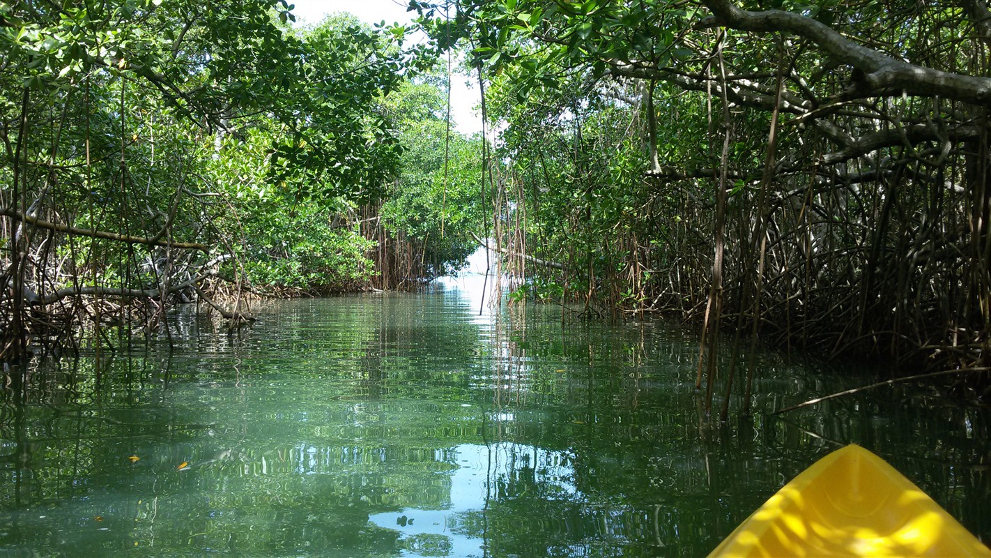 Mangroves