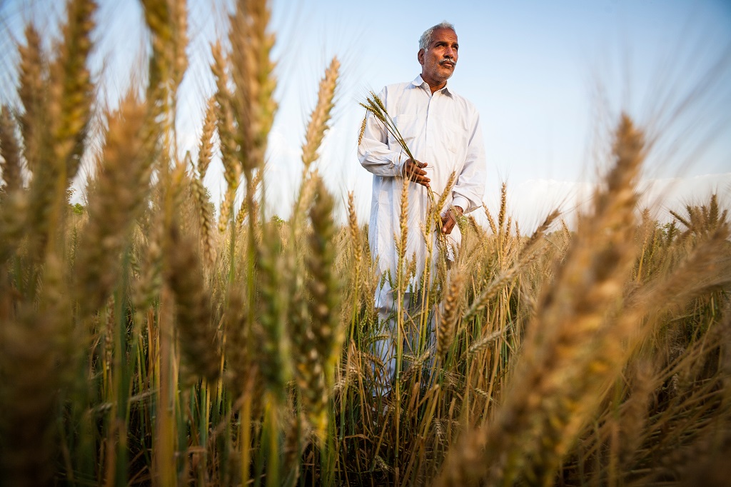 Au Punjab, Rajender Delu cultive les fruits et les céréales. Ici, l'eau est peu profonde et l'irrigation permet d'obtenir d'excellents rendements sans jamais avoir recours aux semences modifiées.