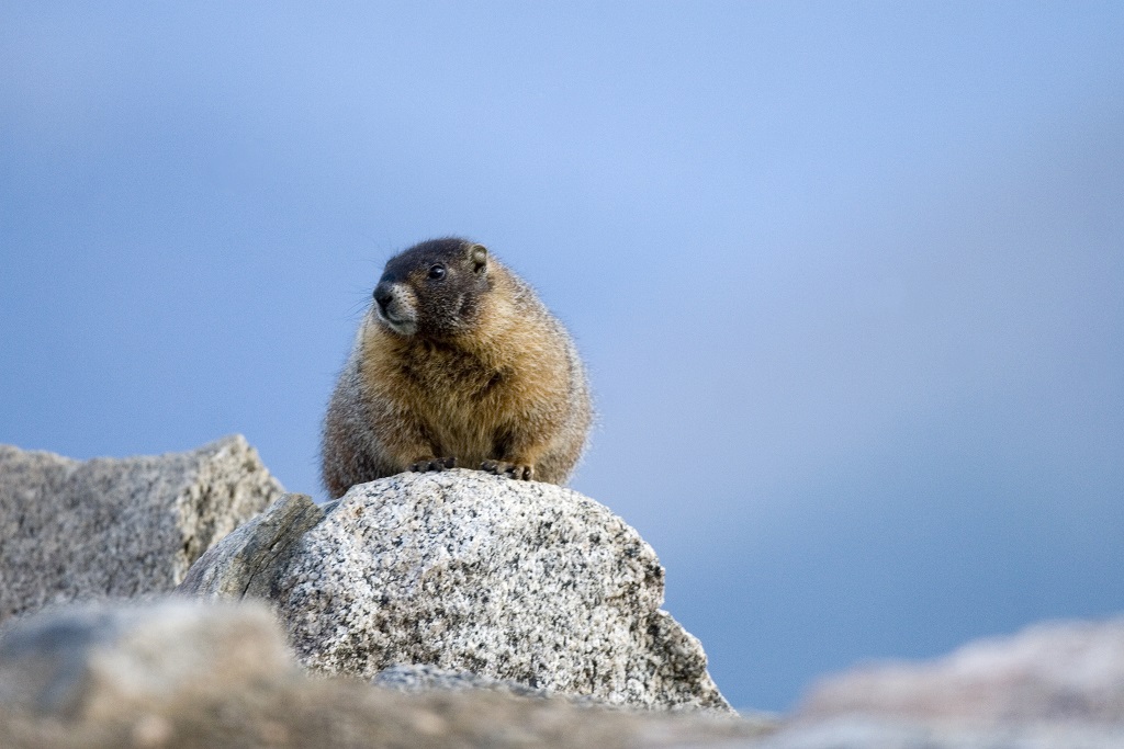 Marmotte sur le Mont Evans