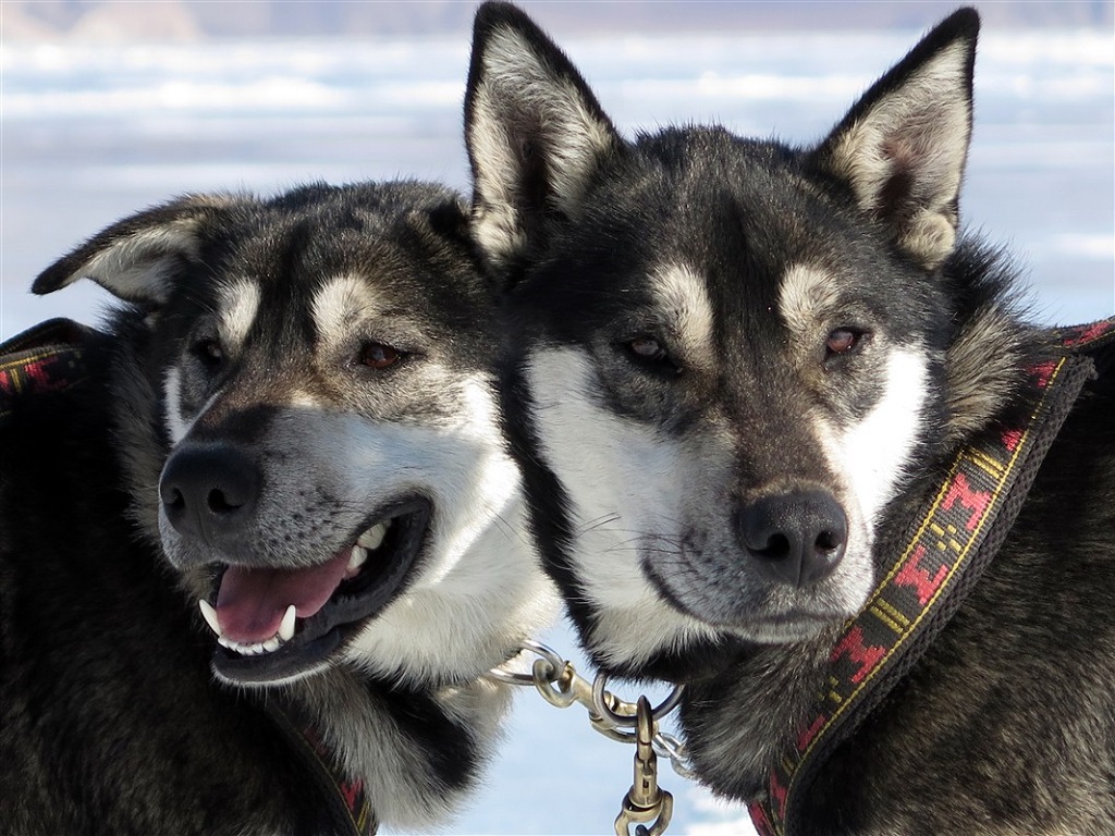 Vos compagnons sont des chiens endurants et rapides : l’idéal pour une expérience plus sportive.