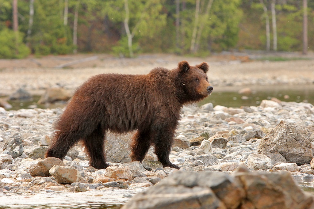 Le plus grand prédateur de la forêt. Le soir, les ours guettent les trichoptères le long du rivage. À minuit, bien rassasiés, ils retournent dans la taïga pour réapparaître à l’aube. - ©Sergey Shitikov