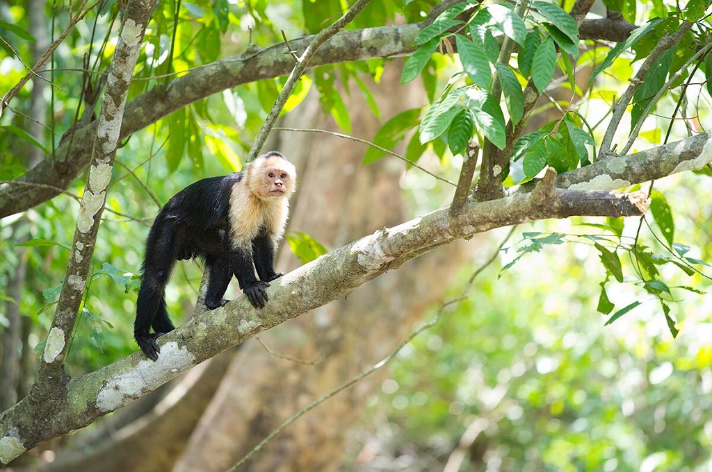 Sapajou capucin (Cebus capucinus), rivière Térraba - ©Christophe Migeon