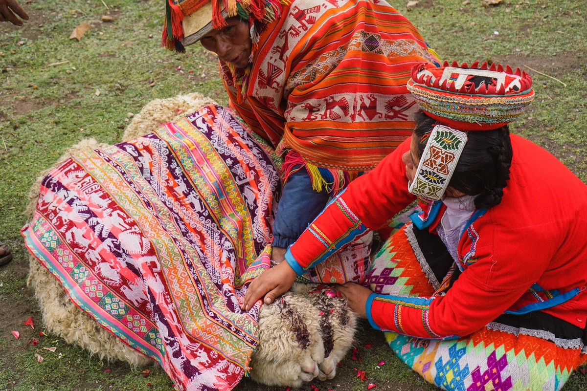 Les lamas, mariés du jour, sont unis par un morceau de tissu ©Mathilde Salmon