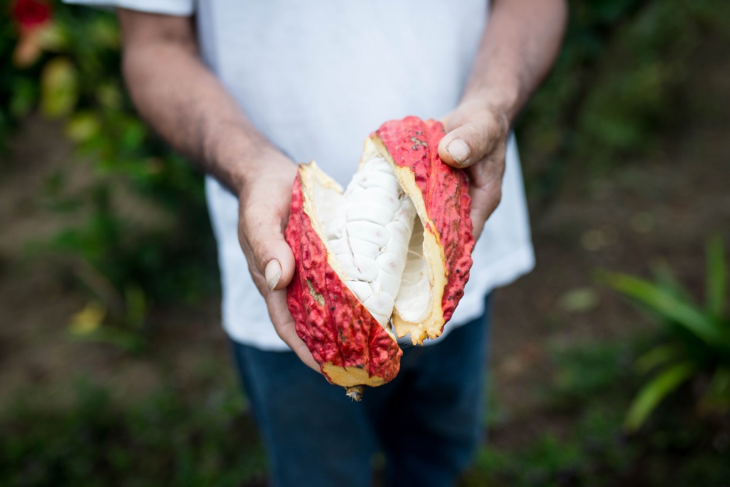 Cabosse de cacao