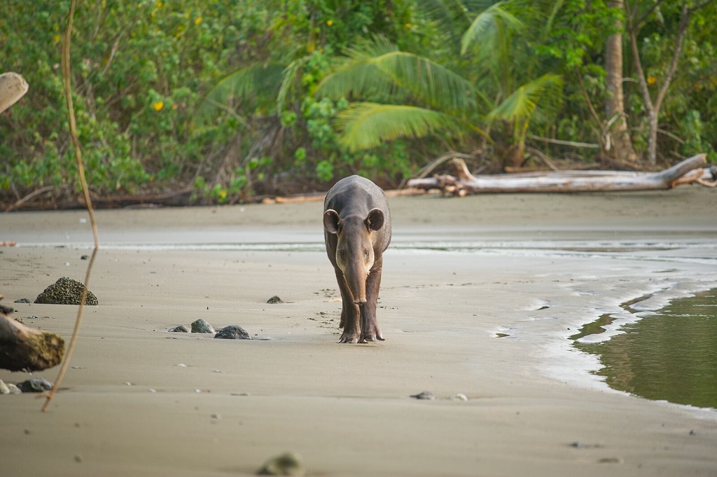 Tapir de Baird. Parc national Corcovado. - ©Christophe Migeon