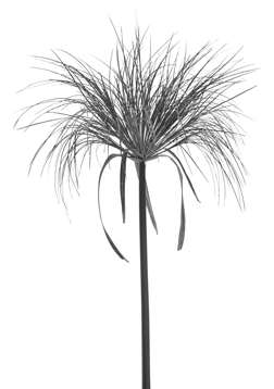 Cyperus Papyrus