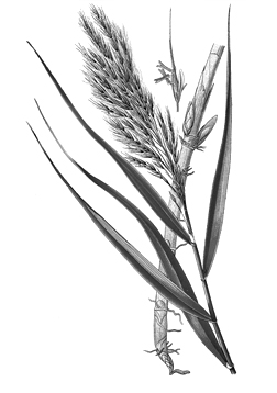 Phragmites Australis