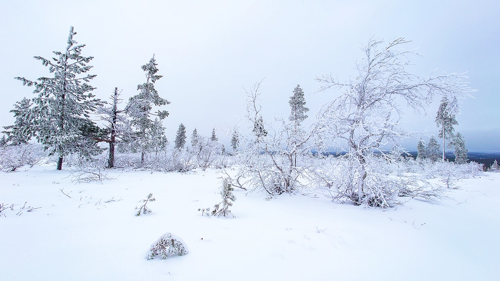 Paysage enneigé sur un tunturi - ©Edwige Caron