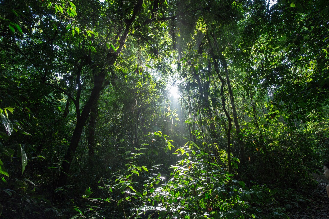 Au cœur de la forêt dense © MB Photography / Getty