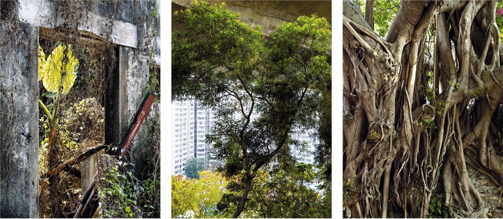 Hong Kong et sa végétation urbaine