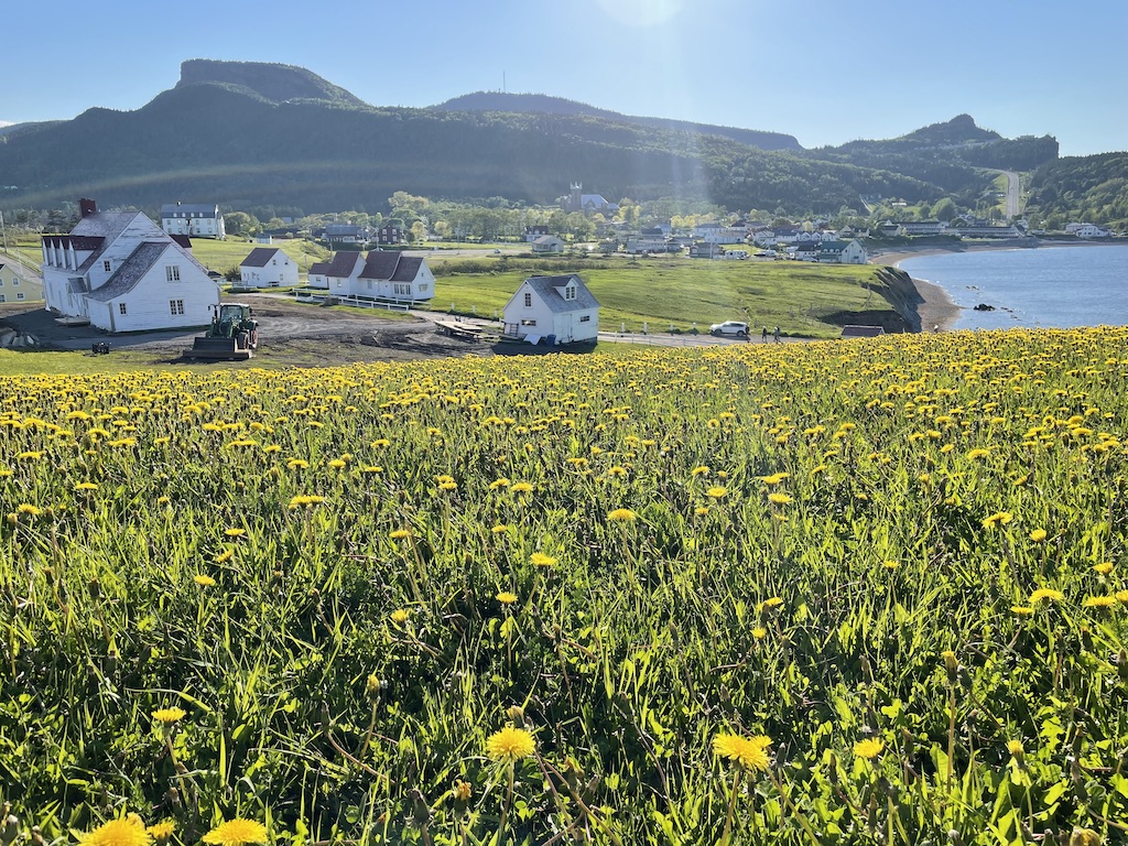 Les champs de pissenlits et les maisons du village de Percé - ©Océane Martinez