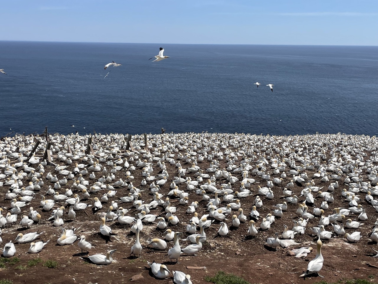 Colonie de Fous de Bassan - ©Océane Martinez