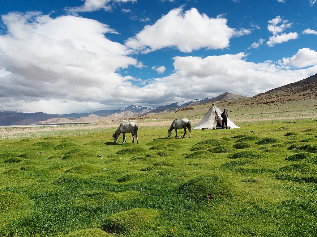 Campement de Pongunagu dans la plaine du Tso Kar