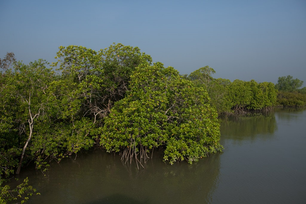Les Sundarbans : l'une des dernières grandes zones de mangrove du monde, dotée d'une biodiversité exceptionnelle avec une flore et une faune très riches comprenant en particulier le tigre du Bengale.