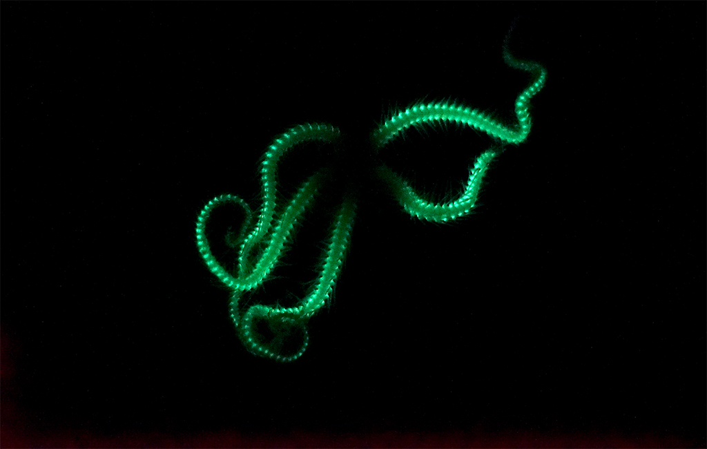 Cette ophiure a été observée au large de l’Australie, rampant sur le fond, à 800 m de la surface. Comme la plupart des espèces d’ophiures, celle-ci est capable d’émettre de la bioluminescence le long de ses bras. Repérées par un prédateur, certaines d’entre elles peuvent s’auto-amputer d’une partie de leur bras, pour distraire l’intrus. - ©Jérôme Mallefet