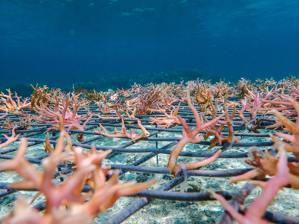 Fragments tout juste bouturés de colonies coralliennes