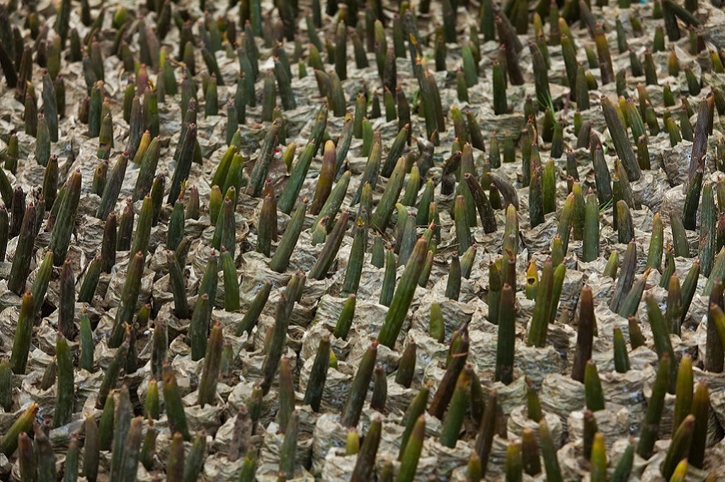 Les propagules de palétuviers : les graines sont mises en nourrice et attendent d'être replantées dans la mangrove