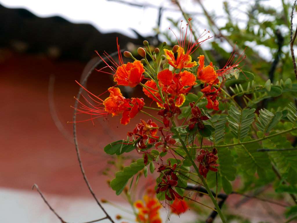 Fleurs, Sine Saloum