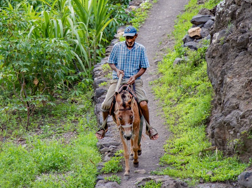 Un agriculteur monte sa mule, houe à la main, pour se déplacer entre ses champs. - ©Théo Lautrey