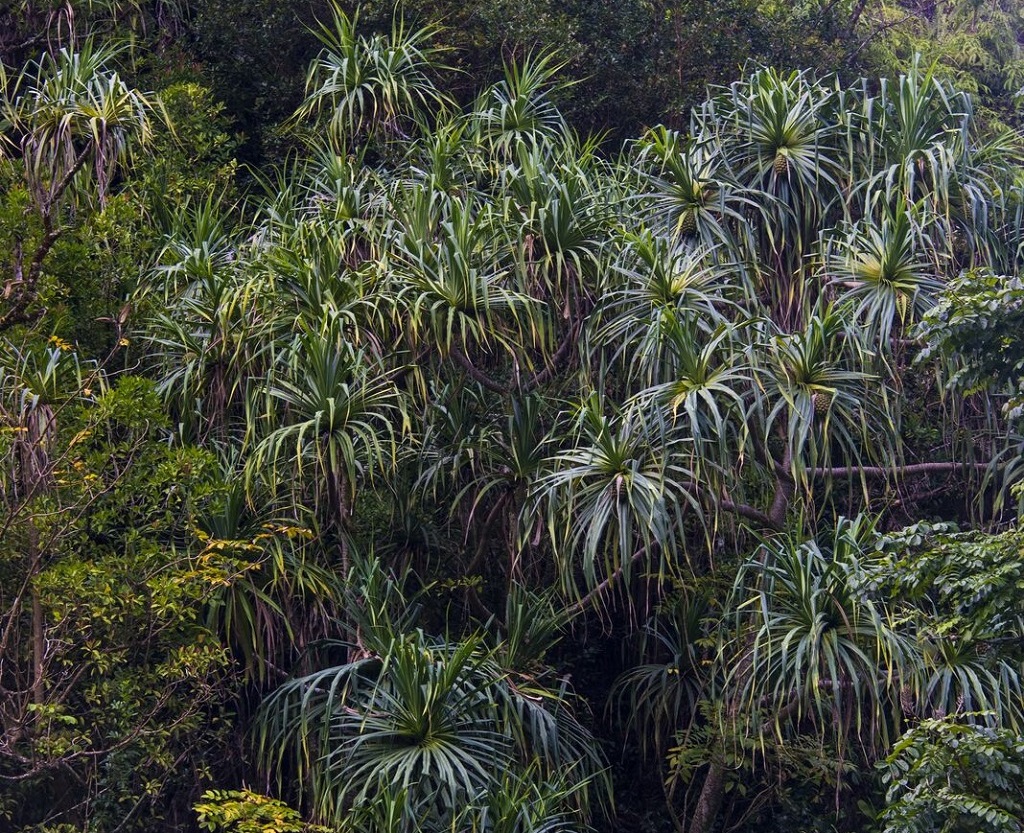 La Hana Highway : l'une des routes les plus photogéniques du monde, bordée voire recouverte par endroits d'une végétation luxuriante, se cache sur l'île de Maui. - ©Solveig Placier