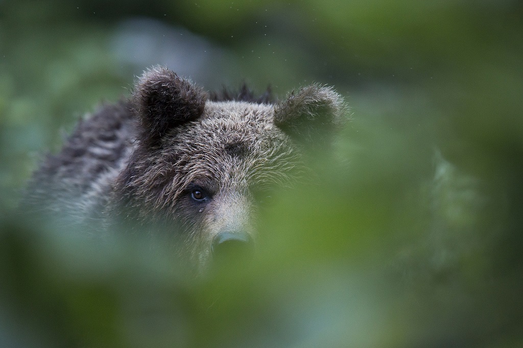 Face-à-face intense avec l'ours : sans un bruit, il me fixe, me juge, me regarde. Il me toise un long moment, à une vingtaine de mètres seulement de mon filet de camouflage.