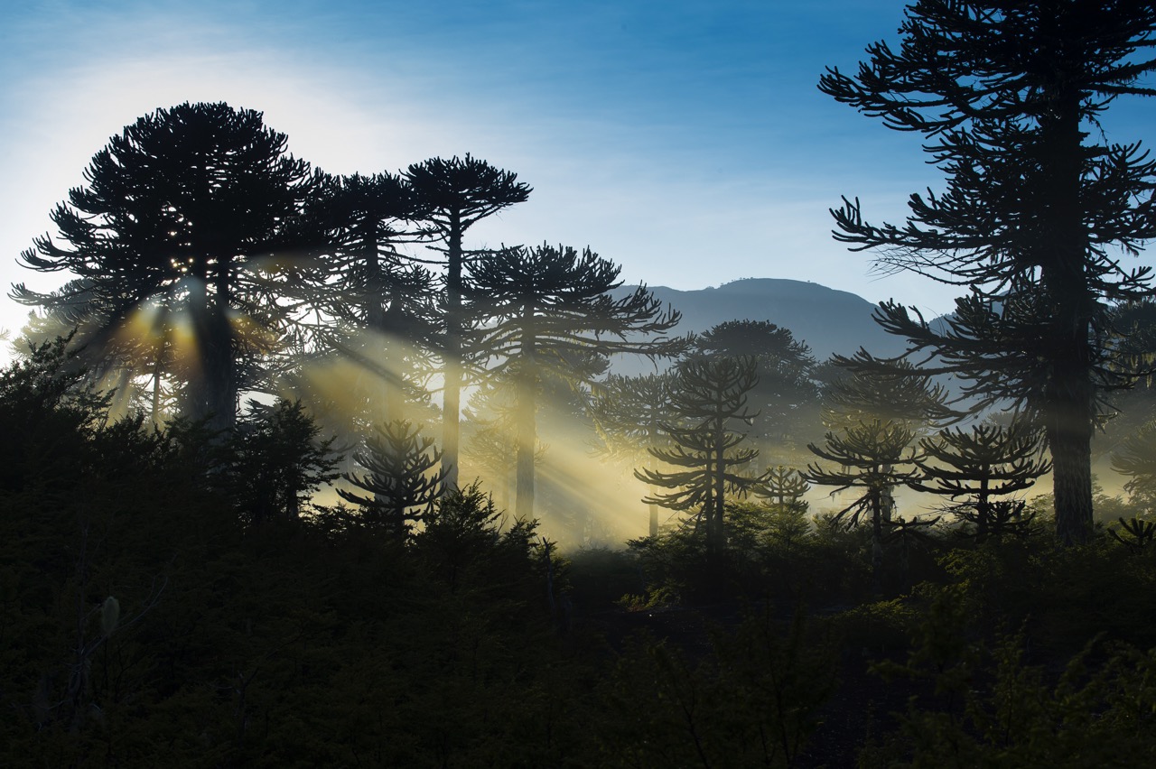 Araucarias près du lac Conguillío dans la brume du petit matin - ©Christophe Migeon