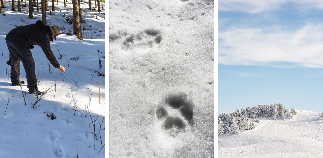 La neige est idéale pour pister les animaux sauvages ©Pierre WITT / hemis.fr