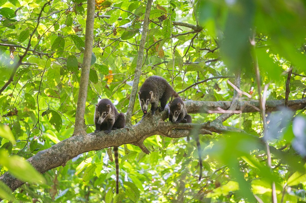 Coati à nez blanc (Nasua narica). Parc national Corcovado. - ©Christophe Migeon