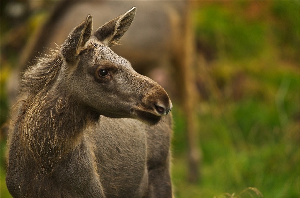 Élan - ©Roger Brendhagen 