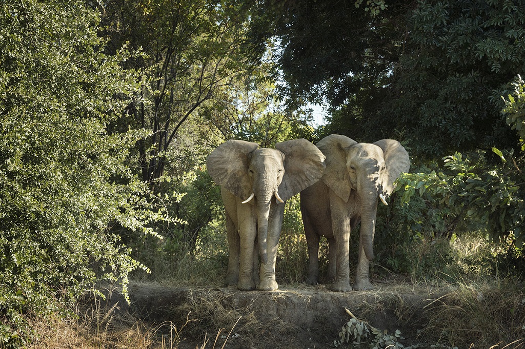 Éléphants en Éthiopie 