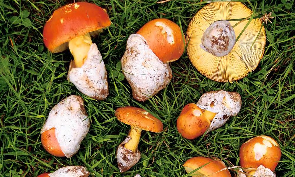 Les champignons : le troisième règne