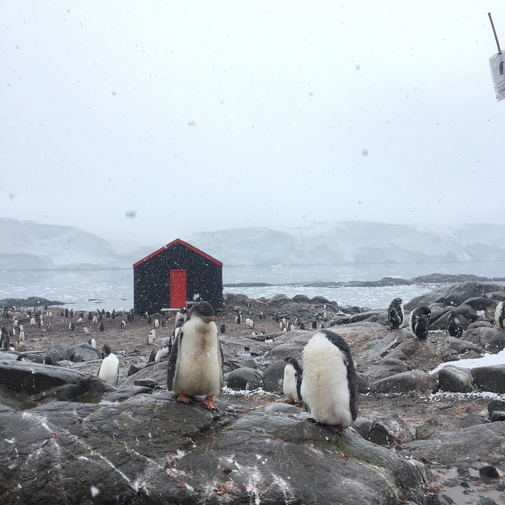 Rencontre avec les manchots papous - ©Aymeric Labiche