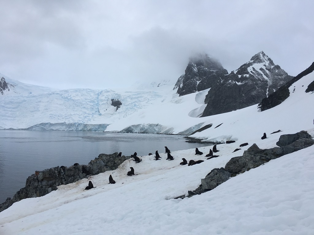 Avec les otaries à fourrure - ©Aymeric Labiche