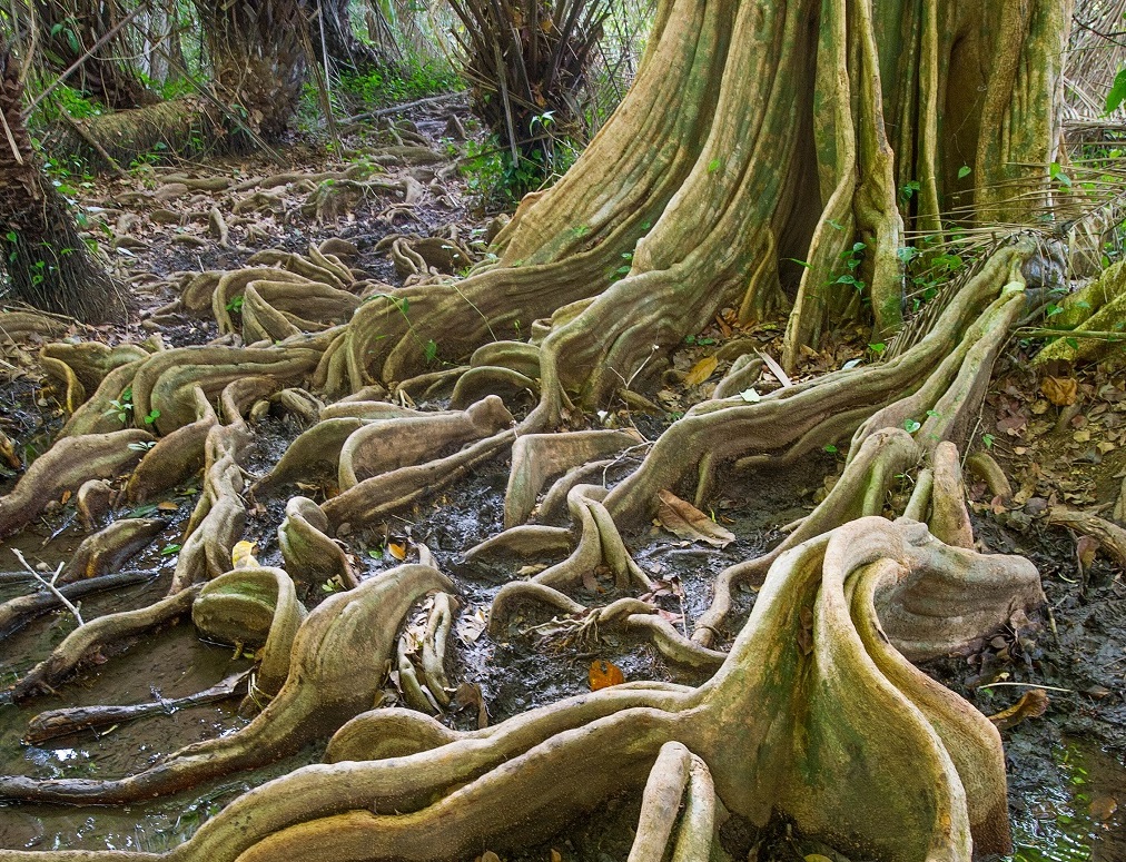 Les racines d’un arbre « sangrio » - ©Christophe Migeon