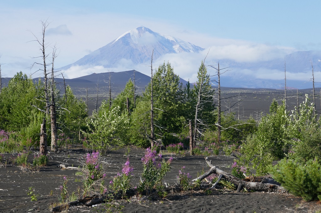 Quelques couleurs devant les paysages volcaniques se dressant au loin