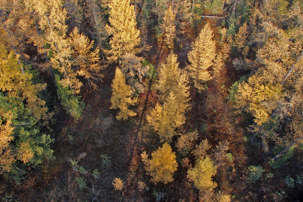 Taïga automnale : vue depuis la tour d’observation du nord de la réserve. - ©Sergey Shitikov