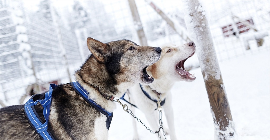 Apprendre à évoluer avec les chiens - ©Alexandre Lamoureux