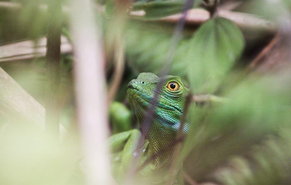 Partir au Costa Rica : écouter la symphonie de la nature