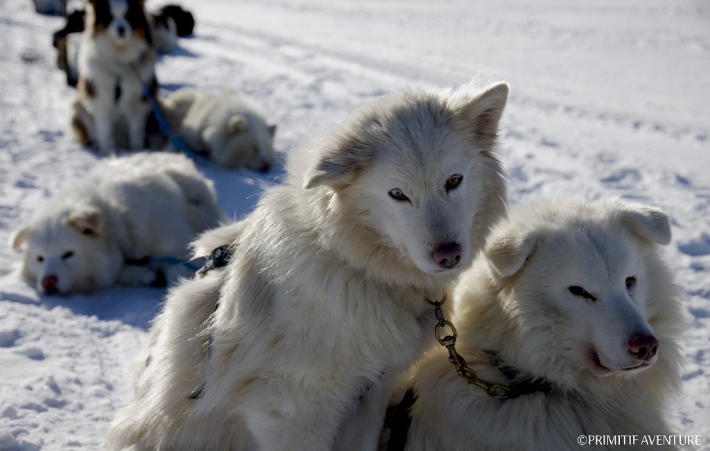 Et si vous deveniez parrain ou marraine d’un chien d’exception, un chien de Taïmyr ? 