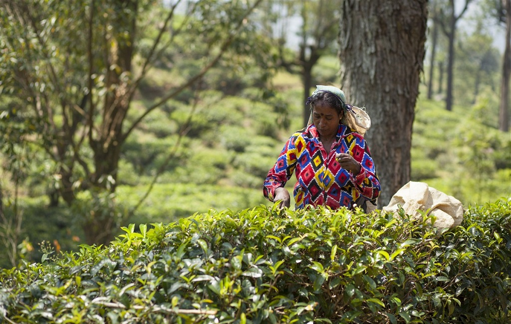 Déguster un thé du Sri Lanka 