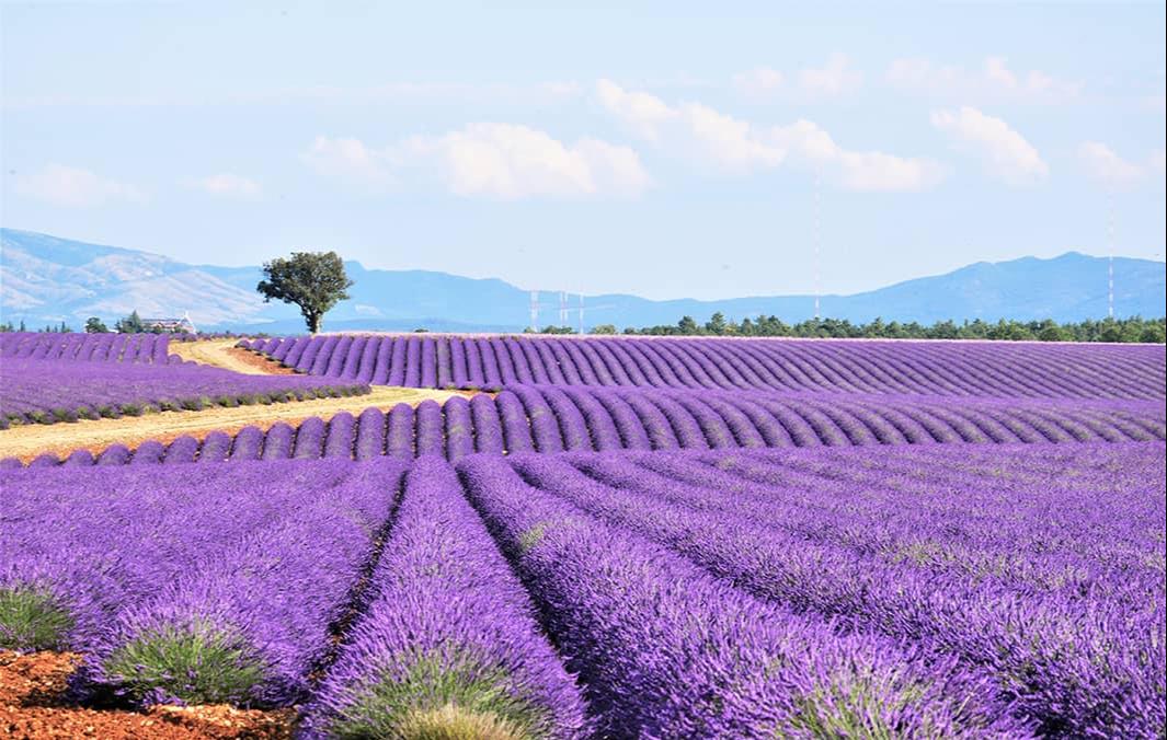 Les spécialités culinaires incontournables de Provence