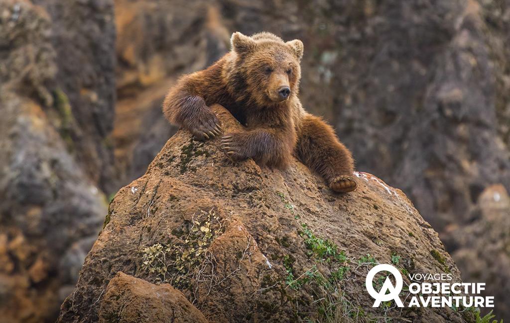 Le paradis caché des ours bruns