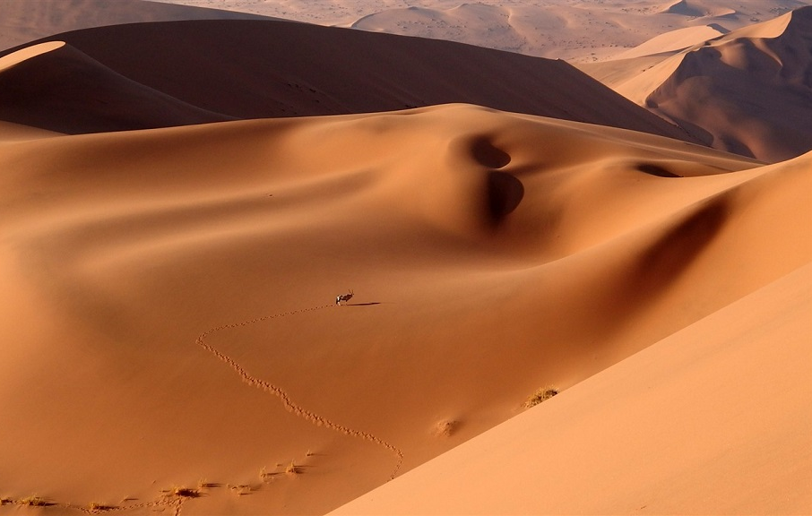 Zoom sur la Namibie : sa capitale, son désert, ses animaux sauvages